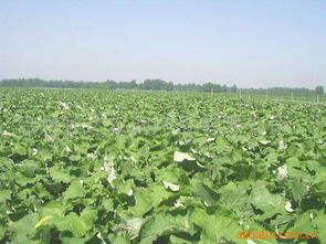 徐州祥伟蔬菜生产基地 匠心打造山药等优质农副产品的绿色家园