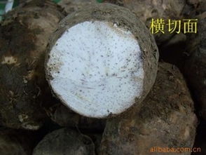 广西桂林农副土特产供应 槟榔芋、荔浦鲜芋头及种子市场行情分析